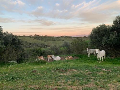 a group of cows standing in a field at Fattoria Tolomei in Campagnatico