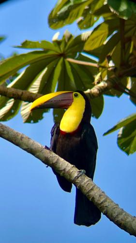 a yellow and black bird sitting on a tree branch at Arenal Monara in Fortuna