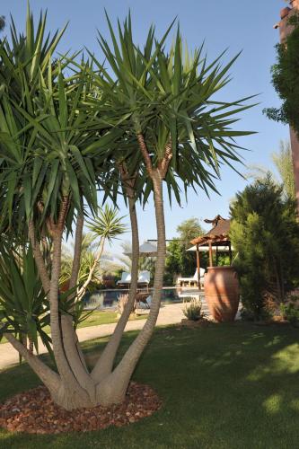 a couple of palm trees in a yard at Lazib Inn Resort & Spa in Tunis