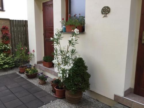 a bunch of potted plants on the side of a house at Pension 325 in Tábor