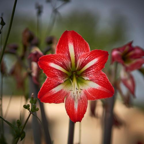a red and white flower in a vase at Anna Studios in Marathias