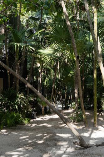 a bunch of palm trees in a garden at UMi Tulum in Tulum