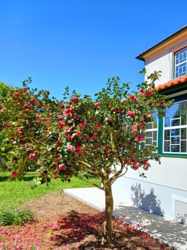 a tree with red flowers in front of a house at Catrinandes - Retreat Center in Tondela