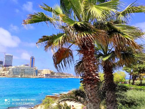 a palm tree with a view of the ocean at "Spirit of Malta" Historic Maltese Townhouse by the sea in Sliema