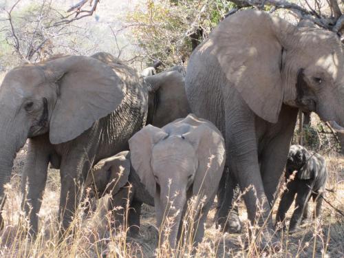 a herd of elephants standing next to a baby elephant at Morokolo Safari Lodge Self-catering in Pilanesberg