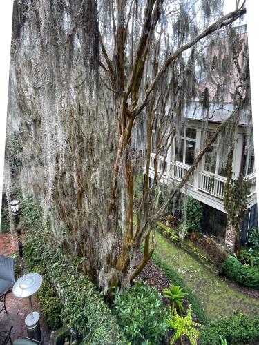 a large tree in front of a house at Eliza Thompson House, Historic Inns of Savannah Collection in Savannah