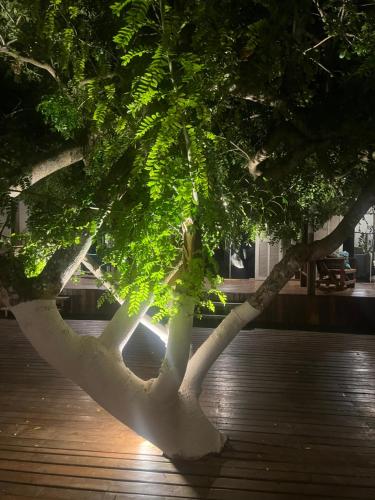 a tree with green leaves at night at Pousada Piraúna in Fernando de Noronha