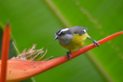 a bird perched on top of a red flower at Casa Vida Verde in Cabo Matapalo