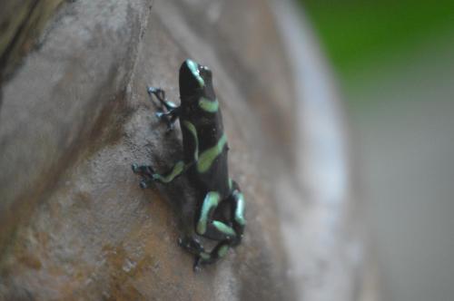 a frog sitting on top of a rock at Casa Vida Verde in Cabo Matapalo