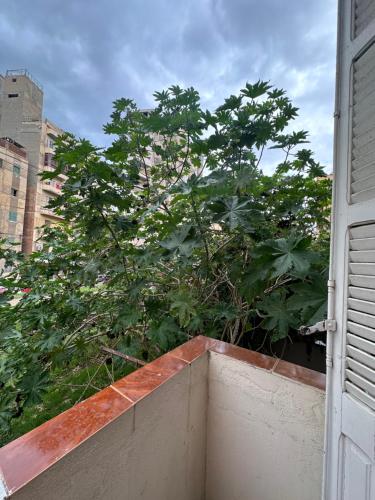 Gallery image of Mariamish ‘s place in Alexandria