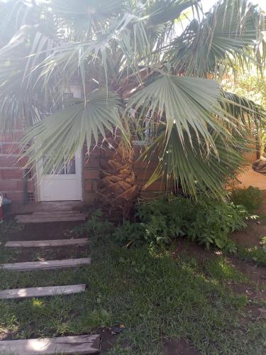 內烏肯的住宿－Las Margaritas，有一扇门的房子前面的棕榈树