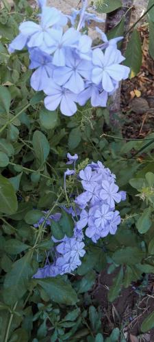 內烏肯的住宿－Las Margaritas，花园里的蓝色花朵