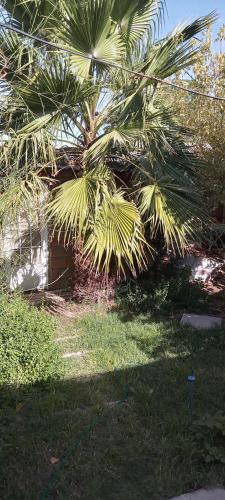 內烏肯的住宿－Las Margaritas，房屋前的棕榈树