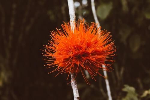 a close up of an orange flower on a tree at Cabin at Los Titos Coffee Farm in Recreo