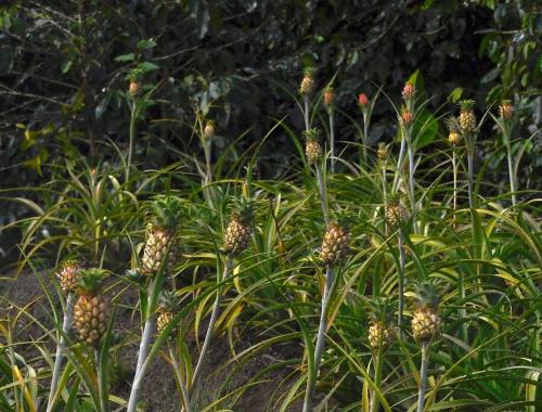 a bunch of pineapple plants in a field at Cabin at Los Titos Coffee Farm in Recreo
