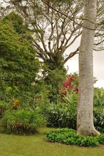 a garden with a tree and some bushes and trees at Cabin at Los Titos Coffee Farm in Recreo