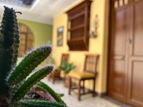 a cactus in a room with a door and a chair at Casa Grande in Medellín