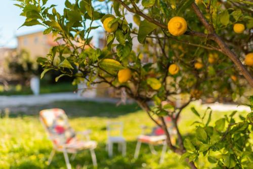 an orange tree with two chairs in a yard at casa su rimediu in Orosei