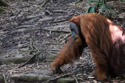 an orangutan walking through a forest at R5 Keramba Inn in Bukit Lawang