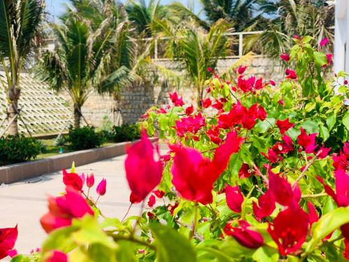 a bunch of red flowers in a garden at Bờ Biển Vàng Resort in Ke Ga