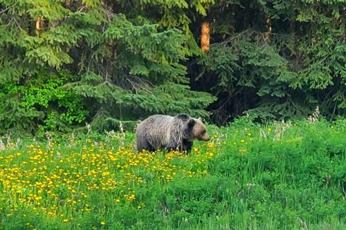 a brown bear walking through a field of flowers at EVCharger, Free Parking, Ski, Golf, BBQ, Awesomeness in Invermere