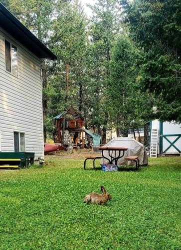a rabbit laying in the grass next to a picnic table at EVCharger, Free Parking, Ski, Golf, BBQ, Awesomeness in Invermere