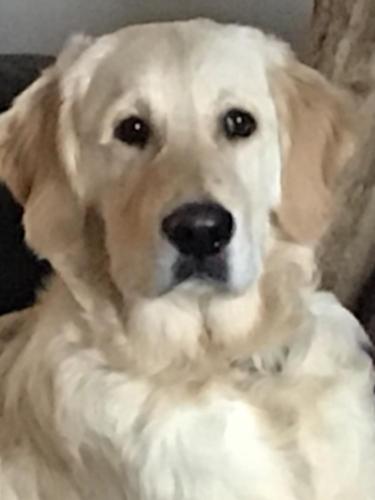 a white dog is looking at the camera at Little Lodge B&B Lutterworth in Lutterworth