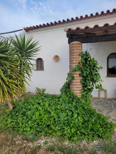 a house with a bunch of ivy on the side of it at Quinta da Belavista in Reguengos de Monsaraz