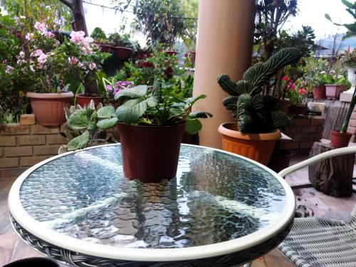 a table with a pool of water and potted plants at Habitación en casa de campo in Cajamarca
