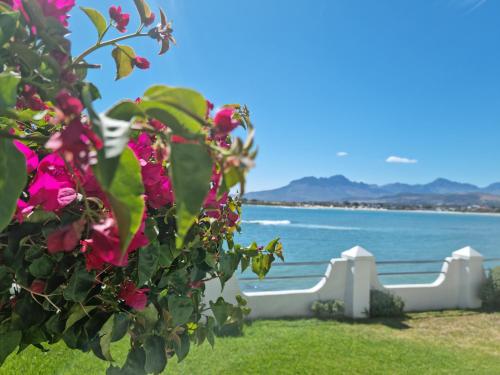 a bush with pink flowers in front of a white fence at Westbank Private Beach Villa, 4 Bedrooms, Private pool, on the Beach! in Gordonʼs Bay