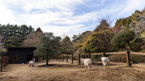 a group of sheep standing in a fenced in field at Sengokubara COCON in Hakone