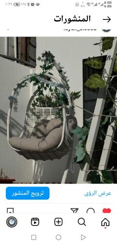 a picture of a plant in a hanging basket at شاليه ليالي السيب in Seeb