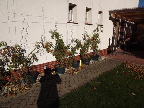 a row of potted plants sitting next to a building at Pension Regenbogen in Stralsund