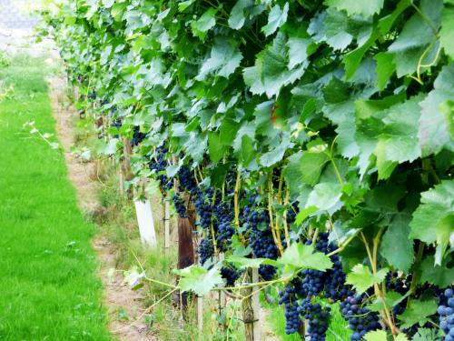 Κήπος έξω από το Relaxen im Weindorf Mayschoß Fewo 1