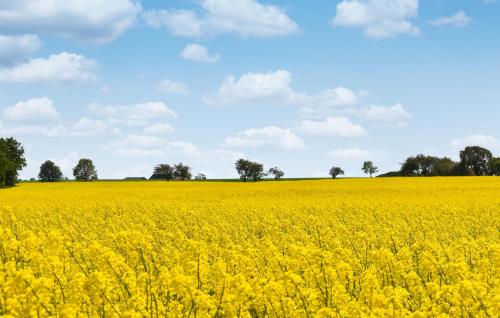 a yellow rapeseed field with trees in the background at 4 Bedroom Lovely Home In Löderup in Löderup