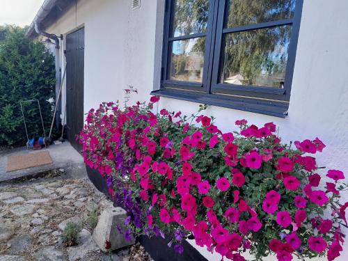 a window box filled with pink flowers next to a window at Brösarp Källagården Lilla Gårdslägenheten in Brösarp