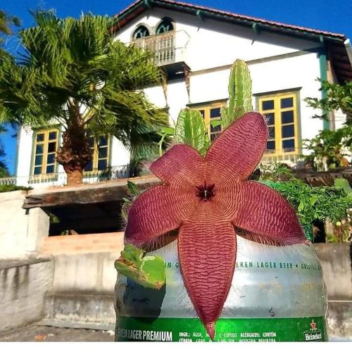 Gallery image of Hostel Pousada Harpia in Passa Quatro