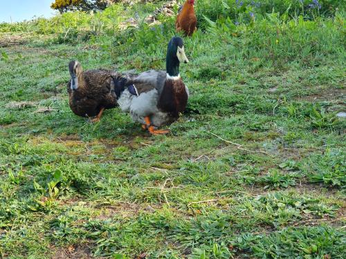 a duck standing in the grass in a field at Carlingford Mountain Farm in Dundalk