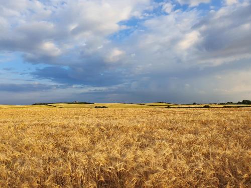 a field of dry grass under a cloudy sky at Carlingford Mountain Farm in Dundalk