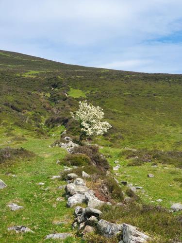 a tree on top of a hill with grass and rocks at Carlingford Mountain Farm in Dundalk