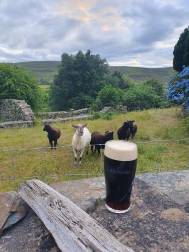 a cup of beer and a herd of sheep in a field at Carlingford Mountain Farm in Dundalk