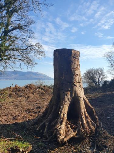 a tree stump in the middle of a field at Carlingford Mountain Farm in Dundalk