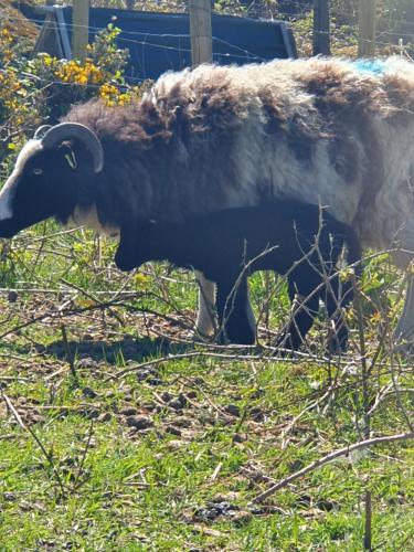 a ram standing in a field of grass at Carlingford Mountain Farm in Dundalk