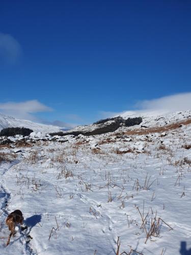 a dog walking through a snow covered field at Carlingford Mountain Farm in Dundalk