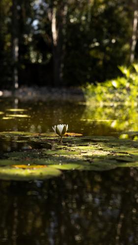 a bird standing on top of a body of water at Hotel rural Finca Vivaldi Nature & Spa in San Miguel de las Dueñas