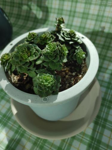 una pianta verde in una ciotola bianca su un tavolo di 천성리버 아파트 집전체 렌트 a Yangsan