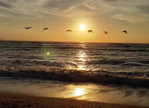 Cabuya的住宿－Au paradis des Lapas，日落时分一群鸟飞过海洋