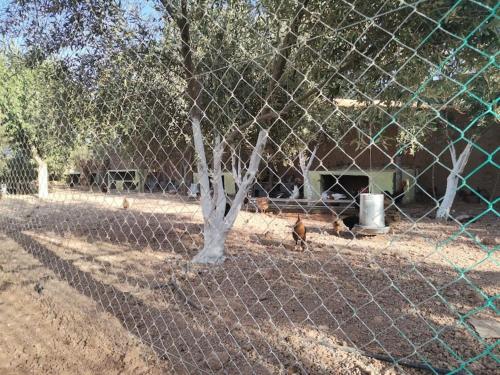 a group of chickens behind a chain link fence at Marrakech Luxury Villa Farm in Marrakesh