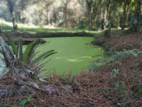 a pond with green water in a park at Casa na Árvore - Chalé Quemeninho in Apiaí
