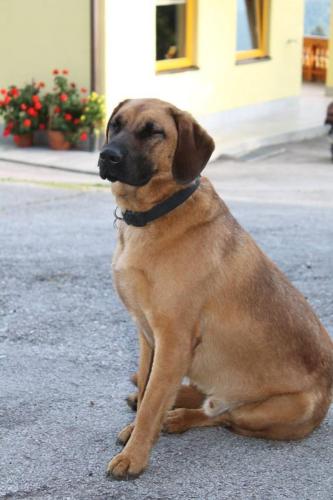 a brown dog sitting on the ground in the street at Ferienhotel Samerhof in Pfarrwerfen